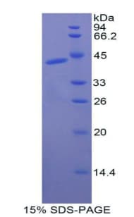 Dog CKM / Creatine Kinase MM Protein (Recombinant His)