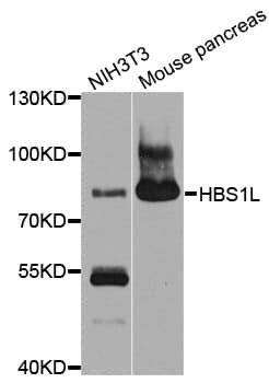 HBS1L Antibody