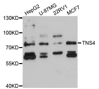 Polyclonal Rabbit anti-Human TNS4 Antibody (WB)