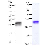 ASXL1 Antibody (clone 2049C2a)