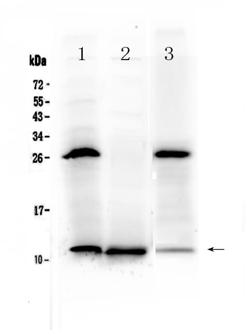 TFF3 / Trefoil Factor 3 Antibody