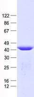 Human Prohibitin 2 / PHB2 Protein (Recombinant His, N-Terminal)