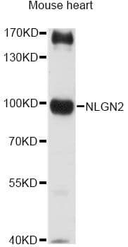 NLGN2 / Neuroligin 2 Antibody
