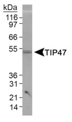 PLIN3 / M6PRBP1 / TIP47 Antibody (C-Terminus, Biotin)