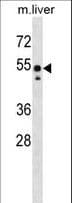 SRC Antibody (aa98-125)