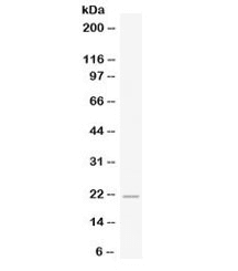 FGF21 Antibody