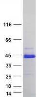 Human IRF3 Protein (Recombinant Myc-DDK (Flag))