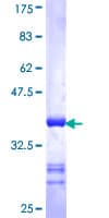 Human EPHA4 / EPH Receptor A4 Protein (Recombinant GST, N-terminus)