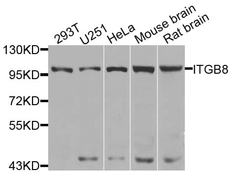ITGB8 / Integrin Beta 8 Antibody