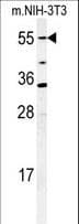 CYP26 / CYP26A1 Antibody (aa467-497)