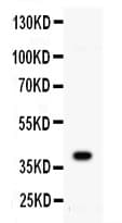 CD40 Antibody