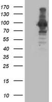 ANAPC2 / APC2 Antibody (clone OTI3E1)