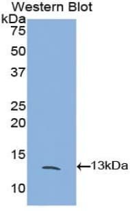 FKBP1A / FKBP12 Antibody (aa2-108)