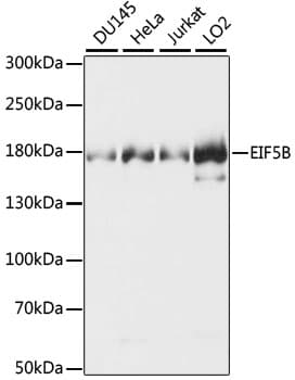 Polyclonal Rabbit anti-Human EIF5B / IF2 Antibody (WB)