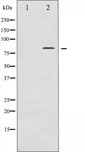 Polyclonal Rabbit anti-Human MAPT / Tau Antibody (phospho-Thr181, IHC, WB)