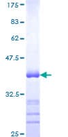 Human CNTNAP4 / CASPR4 Protein (Recombinant GST, N-terminus)