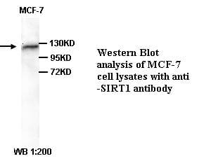 SIRT1 / Sirtuin 1 Antibody (C-Terminus)