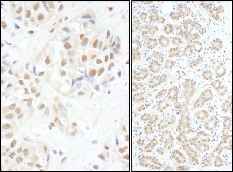 cmyb Antibody (aa1-50)