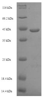 Escherichia coli lepB Protein (Recombinant 6His-SUMO, N-terminus)