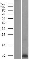Human PLN / Phospholamban Protein (Over-Expression Lysate Myc-DDK (Flag))