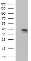Apolipoprotein A-V Antibody (clone OTI1D1)