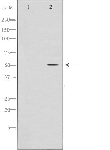 GFRA1 / GFR Alpha Antibody