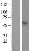 CDC25C Protein (Over-Expression Lysate Myc-DDK (Flag))
