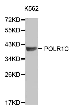 Polyclonal Rabbit anti-Human POLR1C / RPA39 Antibody (IHC, IF, WB)