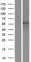C11orf16 Protein (Over-Expression Lysate Myc-DDK (Flag))