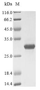 Kluyveromyces marxianus POLR2E Protein (Recombinant 6His, N-terminus)