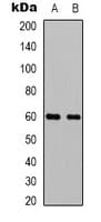 BECN1 / Beclin-1 Antibody