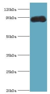 CDC5 / CDC5L Antibody (aa563-802)