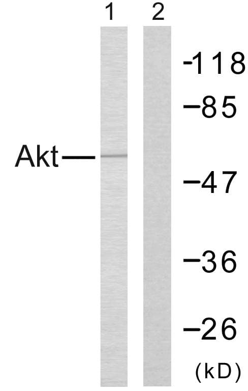 AKT1 Antibody (p308)