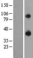 P2RY14 / GPR105 Protein (Over-Expression Lysate Myc-DDK (Flag))