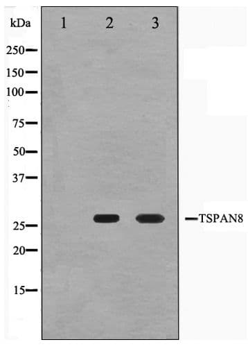 Polyclonal Rabbit anti-Human CO-029 / TSPAN8 Antibody (IF, WB)