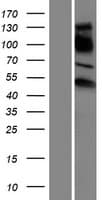 ESRRG / ERR Gamma Protein (Over-Expression Lysate Myc-DDK (Flag))
