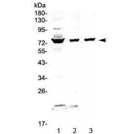 FUS / TLS Antibody