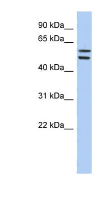 ZNF513 Antibody (aa467-516)