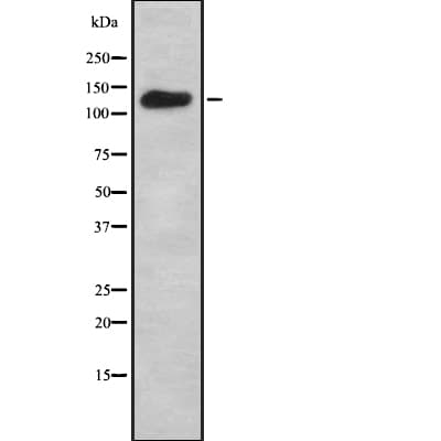 ADCY7 / Adenylate Cyclase 7 Antibody