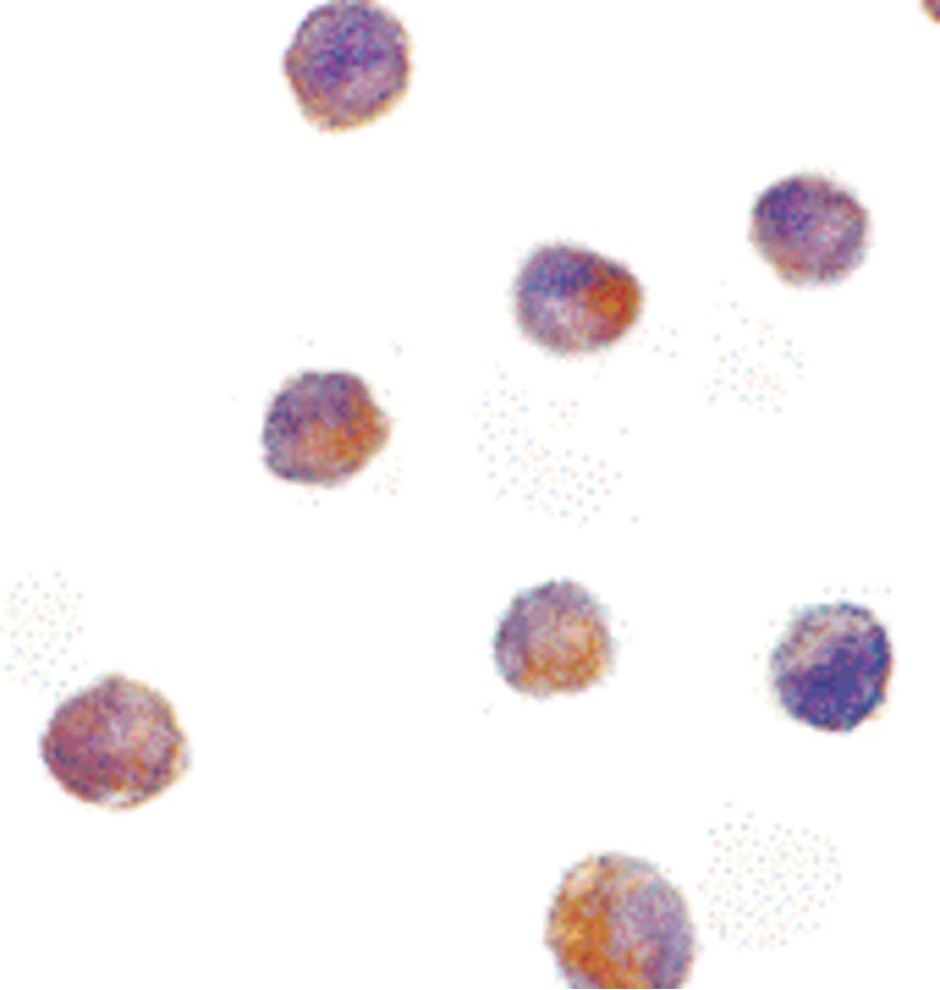Polyclonal Rabbit anti-Human DFFB Antibody (WB)