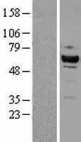Human CDK8 Protein (Over-Expression Lysate Myc-DDK (Flag))