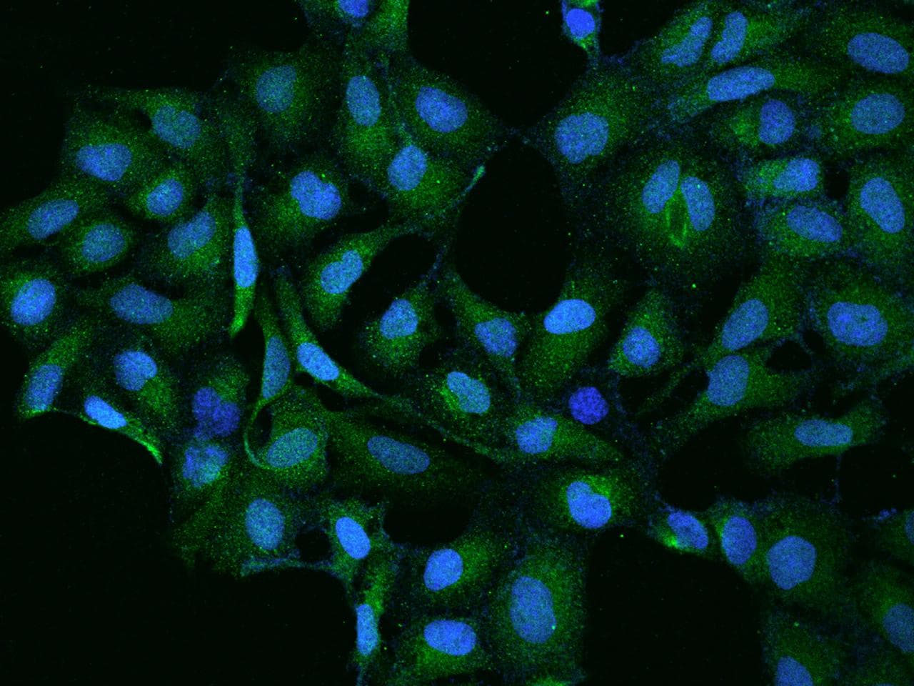 Polyclonal Rabbit anti-Human Contactin-5 / CNTN5 Antibody (IF)