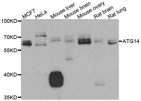 ATG14 Antibody
