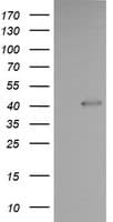 PARVA Antibody (clone OTI3H9, Carrier-free)