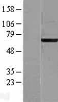 GCP60 / ACBD3 Protein (Over-Expression Lysate Myc-DDK (Flag))