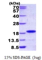 Human Gastric Inhibitory Peptide Protein (Recombinant His)