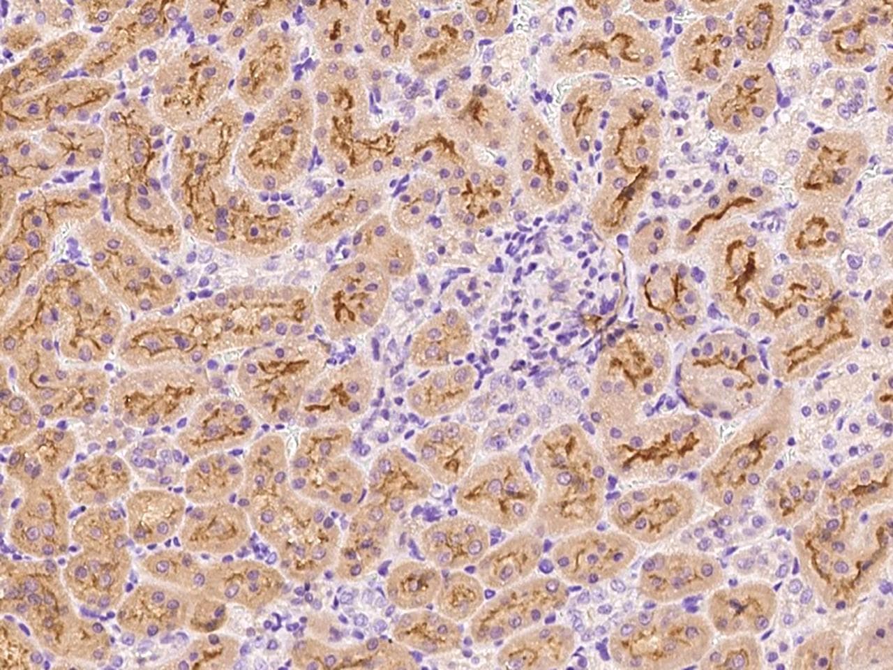 DPP4 / CD26 Antibody (Preservative Free)