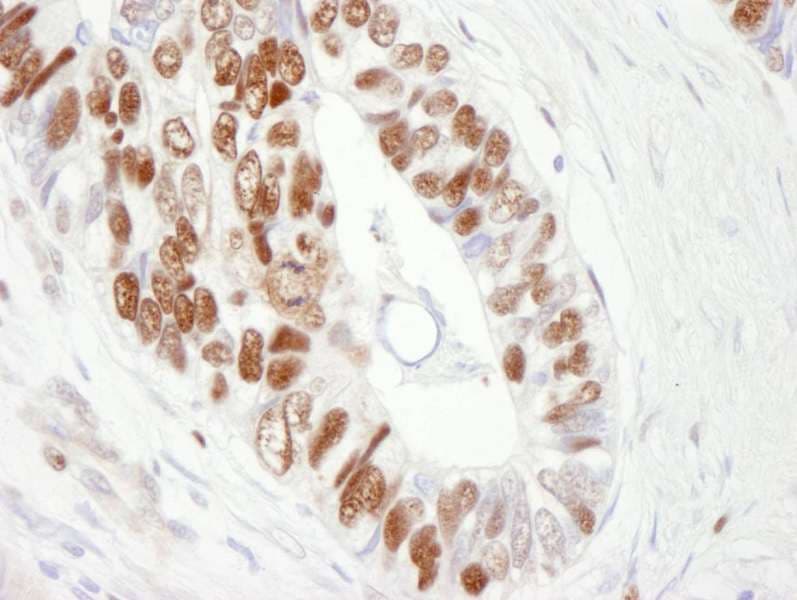 Polyclonal Goat anti-Human MCM6 Antibody (aa775-C-term, IHC)