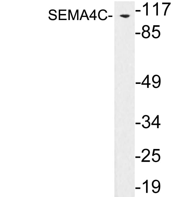 SEMA4C / Semaphorin 4C Antibody (aa309-358)
