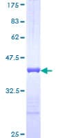 Human CDH17 / Cadherin 17 Protein (Recombinant GST, N-terminus)